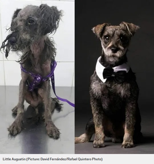 リトル・オーガスティン（Little Augustin）のビフォー・アフター（画像は『Metro　2020年2月3日付「Pictures of dogs before and after being rescued shows the power of a little love」（Picture: David Fernández/Rafael Quintero Photo）』のスクリーンショット）