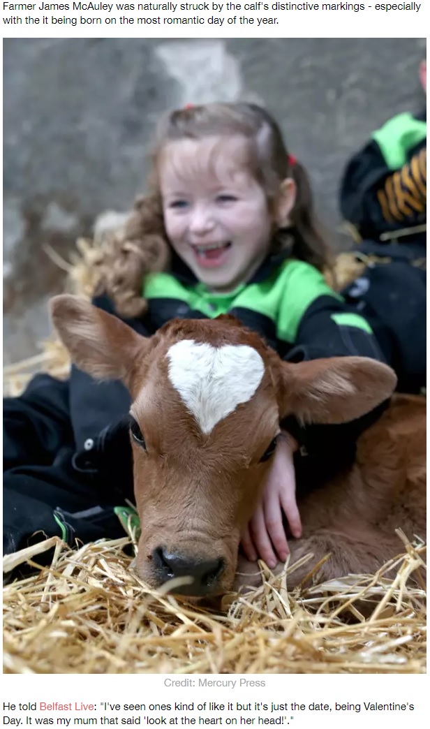 頭部にハートマークを持つ子牛（画像は『LADbible　2020年2月15日付「Calf Born On Valentine’s Day With Perfect Heart-Shaped Mark On Its Head」（Credit: Mercury Press）』のスクリーンショット）