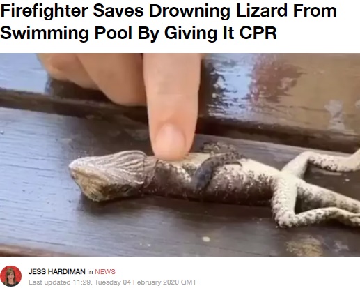 心肺蘇生法（CPR）を受けるトカゲ（画像は『LADbible　2020年2月4日付「Firefighter Saves Drowning Lizard From Swimming Pool By Giving It CPR」（Credit: Gordon Fire and Rescue NSW/Facebook）』のスクリーンショット）