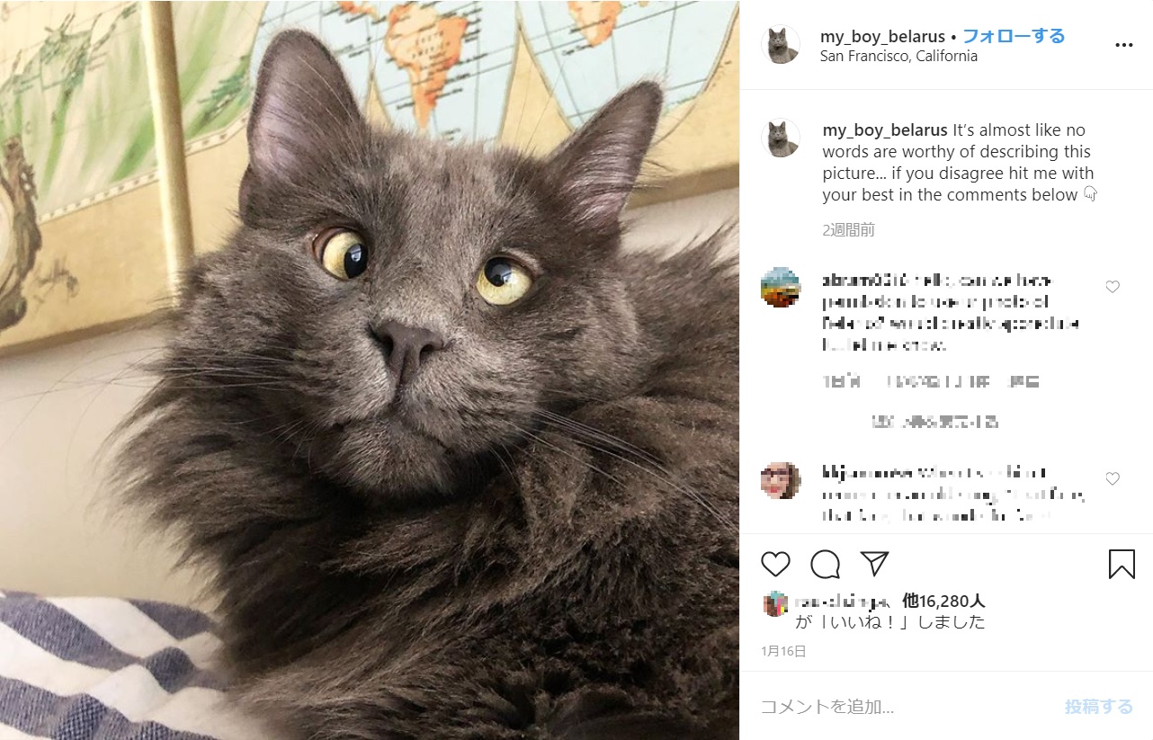 25万人超のフォロワーを持つ猫“ベラルーシ”（画像は『Belarus The Cat　2020年1月15日付Instagram「It’s almost like no words are worthy of describing this picture...」』のスクリーンショット）