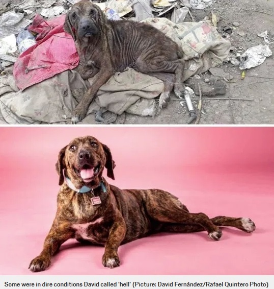 ガリガリに痩せた犬のビフォー・アフター（画像は『Metro　2020年2月3日付「Pictures of dogs before and after being rescued shows the power of a little love」（Picture: David Fernández/Rafael Quintero Photo）』のスクリーンショット）