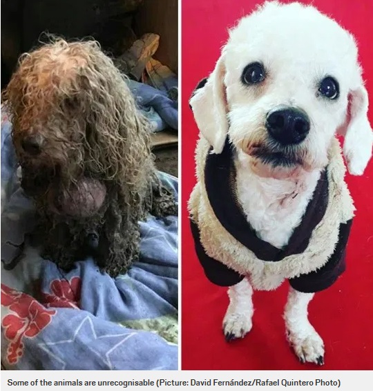 真っ黒で伸びきった毛の犬のビフォー・アフター（画像は『Metro　2020年2月3日付「Pictures of dogs before and after being rescued shows the power of a little love」（Picture: David Fernández/Rafael Quintero Photo）』のスクリーンショット）