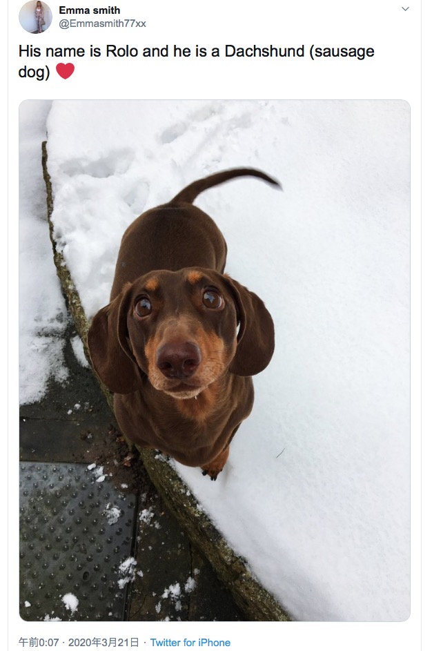 尻尾を振りすぎて捻挫したダックスフント（画像は『Emma smith　2020年3月21日付Twitter「His name is Rolo and he is a Dachshund （sausage dog）」』のスクリーンショット）