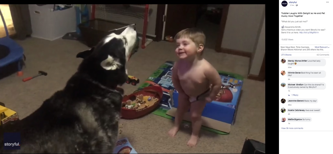 ハスキー犬と一緒に吠える男の子（画像は『Storyful　2020年3月5日付Facebook「Toddler Laughs With Delight as He and Pet Husky Howl Together」』のスクリーンショット）