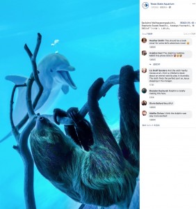 突然訪問したナマケモノの“チコ”（画像は『Texas State Aquarium　2020年3月26日付Facebook「With the Aquarium temporarily closed, Chico the sloth had the opportunity for an up-close and personal meeting with some of our dolphins.」』のスクリーンショット）
