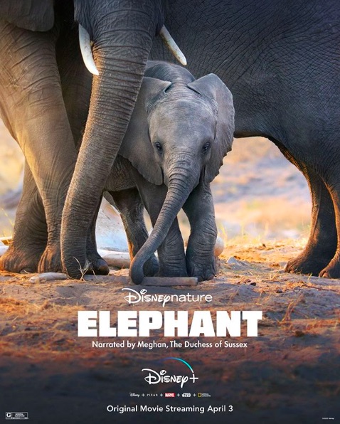 メーガン妃の“ディズニー・デビュー作”『Elephant』（画像は『Disneynature　2020年3月26日付Instagram「Disneynature’s Elephant, an Original Movie narrated by Meghan, The Duchess of Sussex, starts streaming April 3, only on ＃DisneyPlus.」』のスクリーンショット）