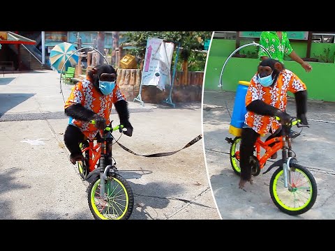 消毒剤を噴霧させられるチンパンジー（画像は『Viral Press　2020年4月15日公開 YouTube「Zoo Makes Chimp Ride Bike Spraying Covid-19 Disinfectant」』のサムネイル）