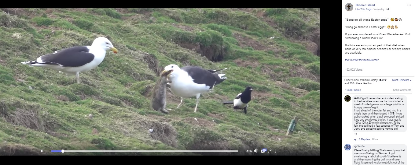 ウサギの頭をくわえるオオカモメ（画像は『Skomer Island　2020年4月9日付Facebook「“Bang go all those Easter eggs”!」』のスクリーンショット）