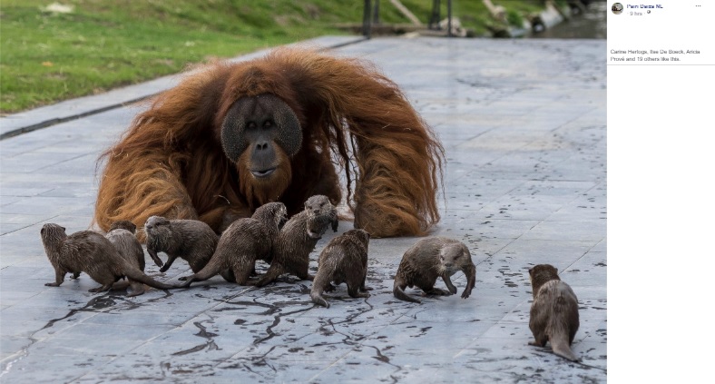 カワウソに興味津々のオランウータン（画像は『Pairi Daiza NL　2020年3月31日付Facebook「Beste vrienden, Een klein momentje van plezier om met jullie te delen…」』のスクリーンショット）