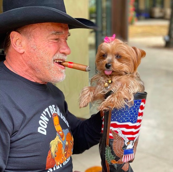 アーノルド・シュワルツェネッガーと愛犬の“チェリー”（画像は『Arnold Schwarzenegger　2020年4月9日付Instagram「Cherry has gotten a little jealous of Lulu and Whiskey’s newfound celebrity.」』のスクリーンショット）