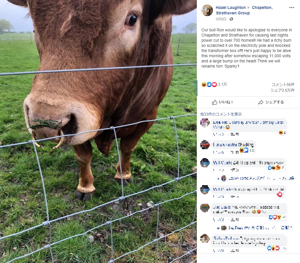 停電を引き起こした牛の“ロン”（画像は『Hazel Laughton　2020年5月8日付Facebook「Our bull Ron would like to apologise to everyone in Chapelton and Strathaven for causing last nights power cut to over 700 homes!!」』のスクリーンショット）