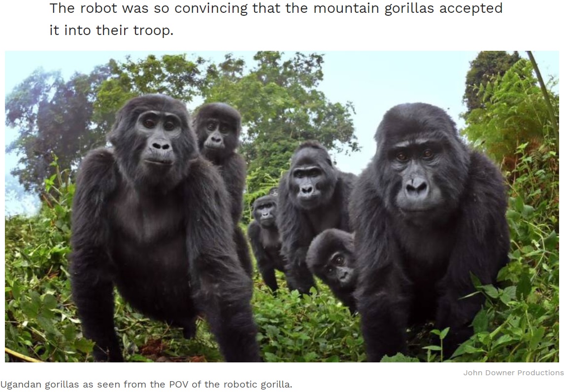 ロボットゴリラに興味津々のゴリラの群れ（画像は『All That’s Interesting　2020年4月29日付「Animatronic Ape Sent To Spy On Wild Gorillas Films Them Singing During Dinner Together」（John Downer Productions）』のスクリーンショット）
