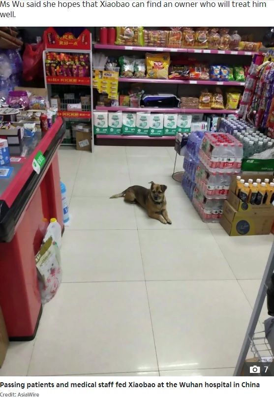 ウーさんの店の中でくつろぐ小宝（画像は『The Sun　2020年5月25日付「HEARTBREAK HOUND Loyal dog waits at Wuhan hospital for 3 months after owner’s Covid death」（Credit: AsiaWire）』のスクリーンショット）