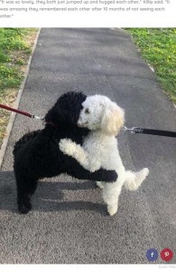 お互いにハグするきょうだい（画像は『The Dodo　2020年5月20日付「Dog Siblings Meet On The Street And Immediately Recognize Each Other」（Susan Killip）』のスクリーンショット）