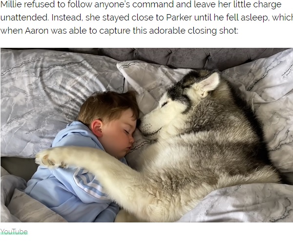 2歳児に添い寝する飼い犬（画像は『InspireMore.com　2020年5月15日付「Malamute Refuses To Get Out Of Baby’s Bed So She Can Cuddle Him To Sleep.」（YouTube）』のスクリーンショット）