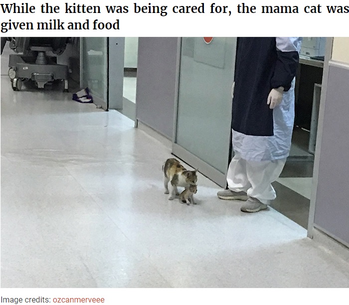 子ネコを口でくわえるネコ（画像は『Bored Panda　2020年4月30日付「Mother Cat Brings Her Ill Kitten To The Hospital, Medics Rush To Help Them」（Image credits: ozcanmerveee）』のスクリーンショット）