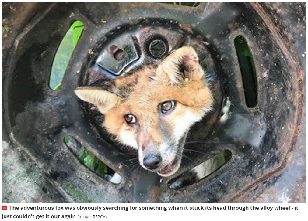 タイヤに頭がはまってしまった野生のキツネ（画像は『MyLondon　2020年5月27日付「The scary moment a fox got its head stuck in a wheel in a Croydon garden」（Image: RSPCA）』のスクリーンショット）