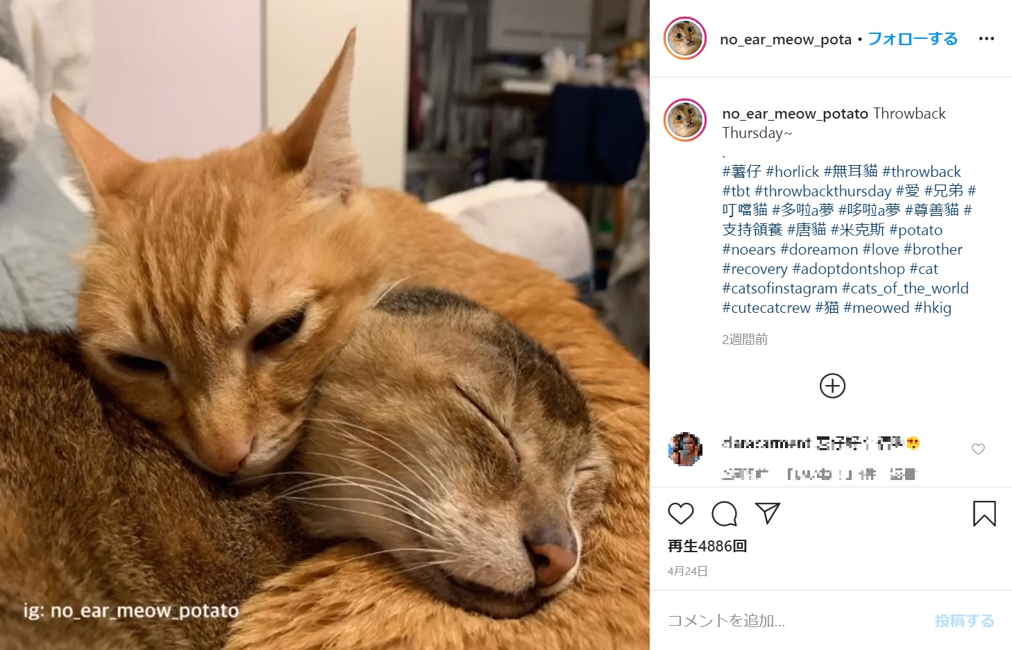 同居猫と仲良しの耳がない猫（画像は『無耳貓薯仔 Potato　2020年4月24日付Instagram「Throwback Thursday～」』のスクリーンショット）