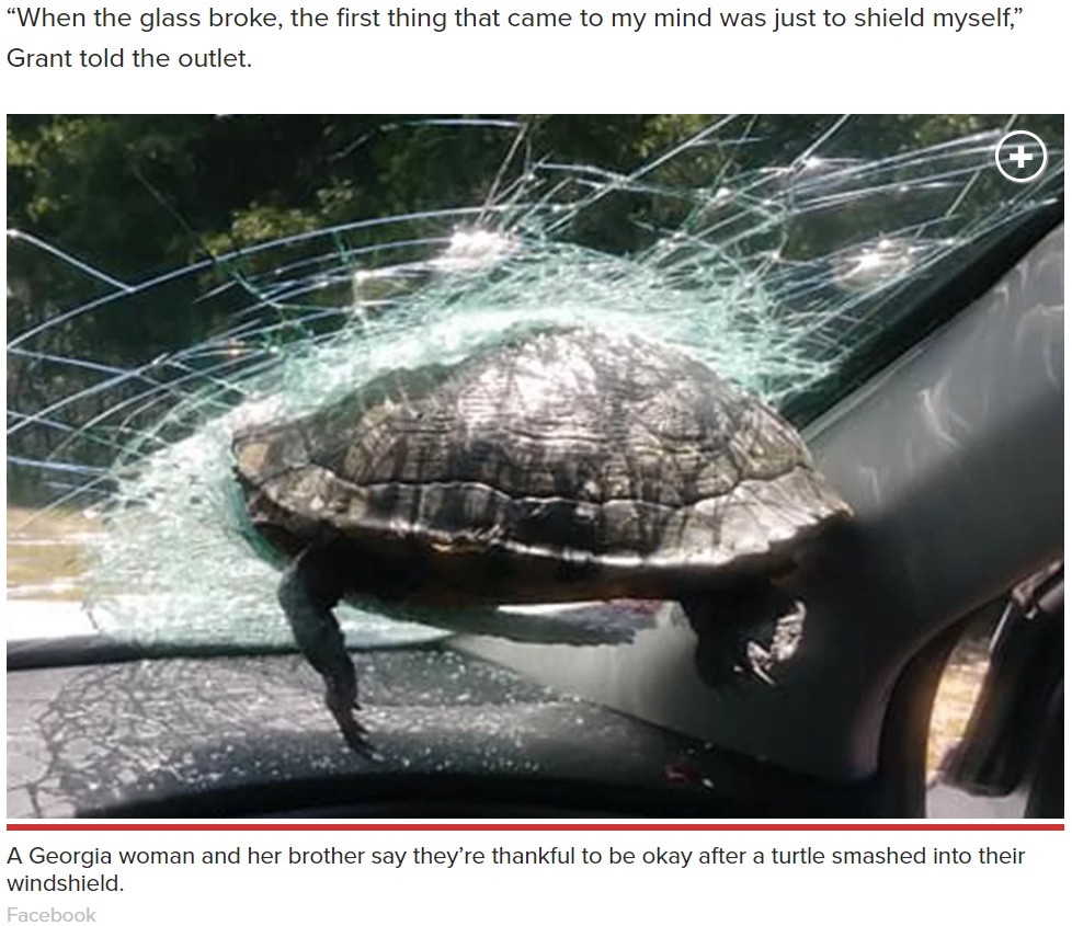 走行中の車に突き刺さった亀（画像は『New York Post　2020年5月26日付「Turtle crashes through Georgia driver’s windshield on highway」（Facebook）』のスクリーンショット）