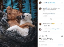 【海外発！Breaking News】がんで足を失ったゴールデン・レトリバーと相棒犬の強い絆　オーナーが撮る2頭の姿が美しい