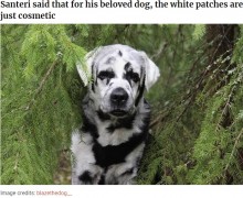 【海外発！Breaking News】白斑のラブラドール・レトリバー　1年前から黒と白のまだら模様に（フィンランド）