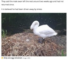 【海外発！Breaking News】少年らに卵を潰された白鳥、傷心のあまり巣の中で息絶える（英）