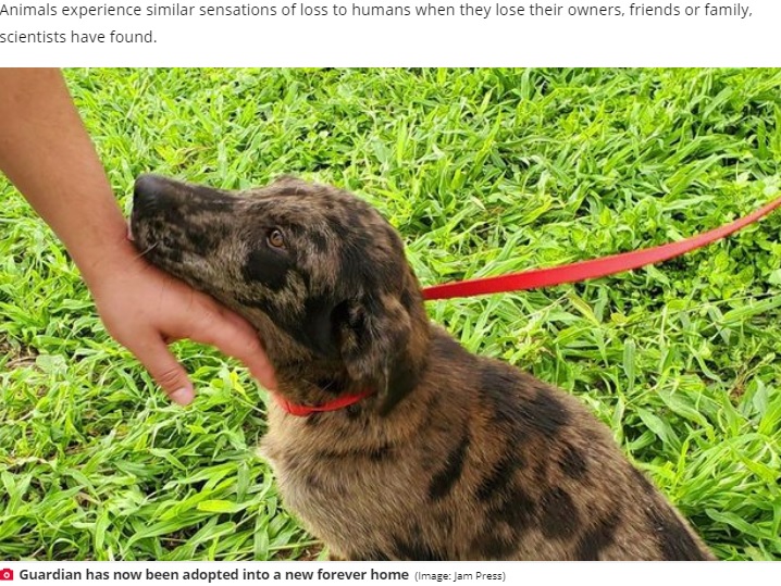新しい家族が決まったガーディアン（画像は『Daily Star　2020年6月2日付「Loyal dog refuses to leave sister’s body after she dies on side of road」（Image: Jam Press）』のスクリーンショット）