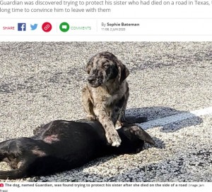 亡ききょうだいのそばから離れなかったガーディアン（画像は『Daily Star　2020年6月2日付「Loyal dog refuses to leave sister’s body after she dies on side of road」（Image: Jam Press）』のスクリーンショット）
