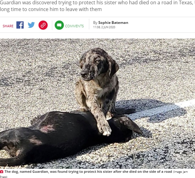 亡ききょうだいのそばから離れなかったガーディアン（画像は『Daily Star　2020年6月2日付「Loyal dog refuses to leave sister’s body after she dies on side of road」（Image: Jam Press）』のスクリーンショット）