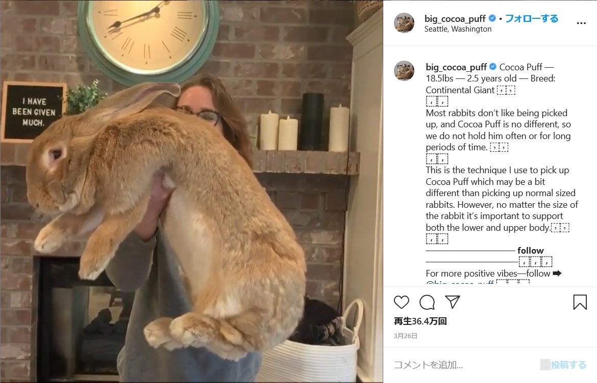 抱っこするのも大変な9キロのウサギ（画像は『Cocoa Puff the Giant Rabbit　2020年3月26付Instagram「Cocoa Puff — 18.5lbs — 2.5 years old — Breed: Continental Giant ⁣⁣」』のスクリーンショット）