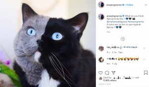 【海外発！Breaking News】ツートンカラーの顔を持つネコ、2匹の子ネコが一色ずつ受け継ぐ（英）