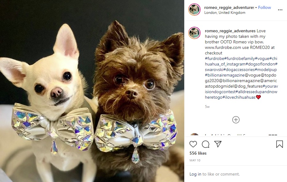 毎日炭酸水を飲み、ステーキを食べるという2匹（画像は『Romeo And Reggie　2020年5月10日付Instagram「Love having my photo taken with my brother OOTD Romeo vip bow.」』のスクリーンショット）