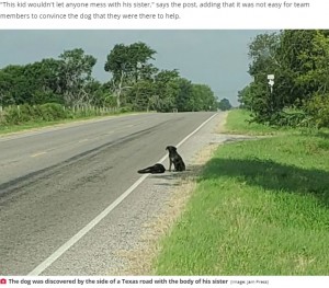 【海外発！Breaking News】道路脇で事故に遭ったきょうだいの亡骸を守るように寄り添う犬（米）