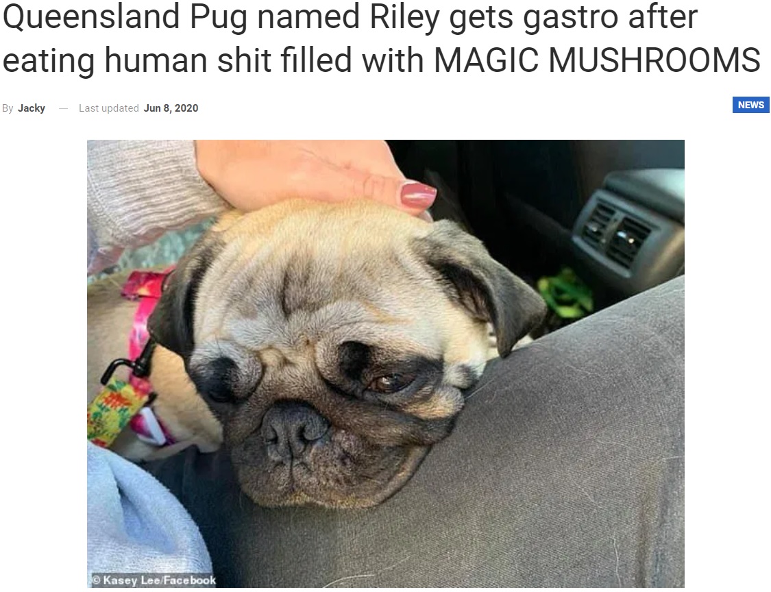 病院で一晩中苦しんだパグ（画像は『WhatsNew2Day　2020年6月8日付「Queensland Pug named Riley gets gastro after eating human shit filled with MAGIC MUSHROOMS」（Kasey Lee/Facebook）』のスクリーンショット）