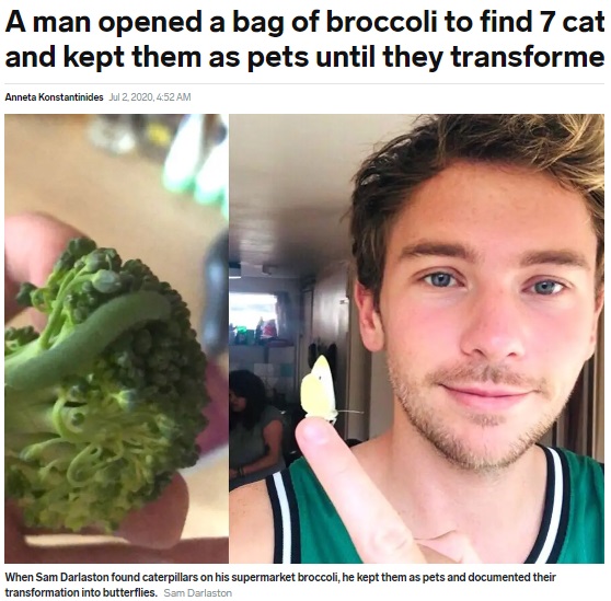 青虫を蝶に育て上げた男性（画像は『Insider　2020年7月2日付「A man opened a bag of broccoli to find 7 caterpillars inside, and kept them as pets until they transformed into butterflies」（Sam Darlaston）』のスクリーンショット）
