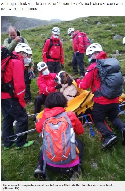 山で動けずに救助されたセントバーナード犬（画像は『Metro　2020年7月26日付「St Bernard dog rescued from England’s highest peak」（Picture: PA）』のスクリーンショット）