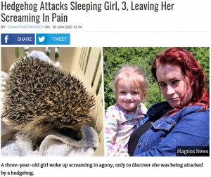 【海外発！Breaking News】3歳少女が就寝中にベッドで野生のハリネズミに襲われる（英）