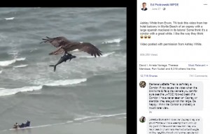 【海外発！Breaking News】ビーチ上空を飛ぶ鳥、鉤爪で掴んでいるのはサメ？（米）＜動画あり＞