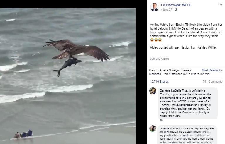 大きな魚を鋭い爪で掴んで飛ぶ鳥（画像は『Ed Piotrowski WPDE　2020年6月27日付Facebook「Ashley White from Erwin, TN took this video from her hotel balcony in Myrtle Beach of an osprey with a large spanish mackerel in its talons!」』のスクリーンショット）