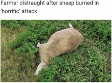 【海外発！Breaking News】何者かが生きたまま羊に火を付ける　あまりの残酷さに「理解できない」（英）