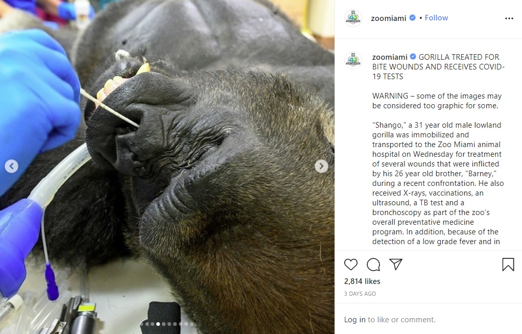 新型コロナウイルスの検査を受けるゴリラ（画像は『Zoo Miami　2020年7月11日付Instagram「GORILLA TREATED FOR BITE WOUNDS AND RECEIVES COVID-19 TESTS⠀」（Photo Credit: ＠ronmagillconservation）』のスクリーンショット）