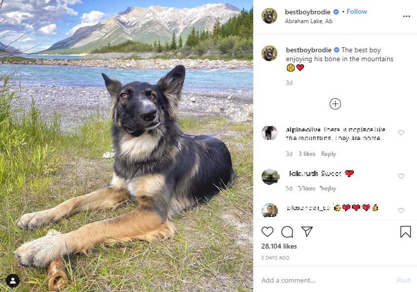 美しい山をバックに骨を楽しむブロディ（画像は『Brodie　2020年7月24日付Instagram「The best boy enjoying his bone in the mountains」』のスクリーンショット）