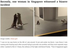 【海外発！Breaking News】「敗者は餌に？」大喧嘩をする2匹のネズミと背後から様子を窺う猫（シンガポール）＜動画あり＞