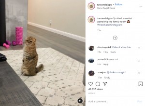 人間のように立つ猫の“タロ”（画像は『taro ＋ zippo　2020年4月9日付Instagram「Spotted: meerkat patrolling the family room」』のスクリーンショット）