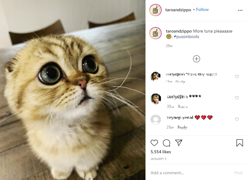 SNSで人気急上昇中の猫“タロ”（画像は『taro ＋ zippo　2020年1月3日付Instagram「More tuna pleaaaase.」』のスクリーンショット）