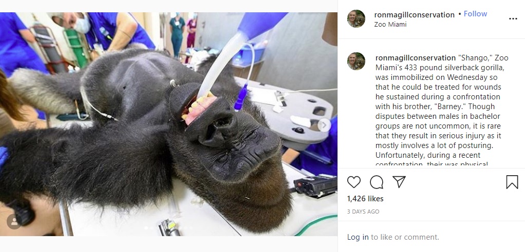 麻酔下のシャンゴ（画像は『Ron Magill　2020年7月11日付Instagram「“Shango,” Zoo Miami’s 433 pound silverback gorilla, was immobilized on Wednesday」』のスクリーンショット）