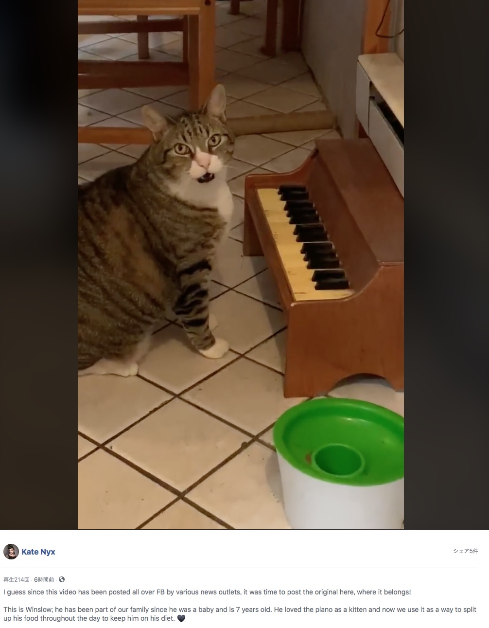 ピアノを弾いて夕飯の催促をする猫（画像は『Kate Nyx　2020年8月12日付Facebook「I guess since this video has been posted all over FB by various news outlets, it was time to post the original here, where it belongs!」』のスクリーンショット）