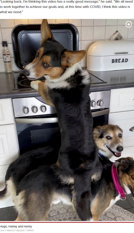 チームワーク抜群の3頭（画像は『New York Post　2020年8月13日付「Dogs join forces to steal leftover dinner off kitchen counter in funny video」（Line Fatland Frøystad / SWNS）』のスクリーンショット）