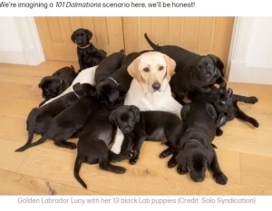 【海外発！Breaking News】イエローのラブラドール・レトリバー、誕生した子犬13匹は全てブラックに（英）