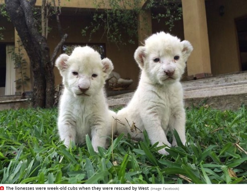 まだ小さかった頃の2頭（画像は『Mirror　2020年8月27日付「Dad mauled to death by 400lb white lions during ‘rough play’ in front of wife」（Image: Facebook）』のスクリーンショット）